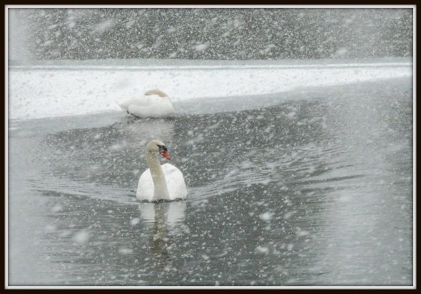 Swans in the Snow